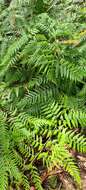 Image of Common Ground Fern