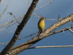 Image of Yellow-breasted Bunting