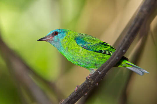 Image of Blue Dacnis