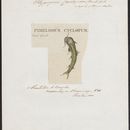 Image of <i>Astroblepus cyclopus</i> (Humboldt 1805)