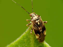 Image of Tarnished Plant Bug