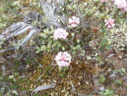 Imagem de Rhododendron adamsii Rehder