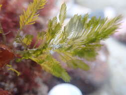 Image of Bryopsis corticulans