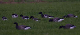 صورة Branta bernicla nigricans (Lawrence 1846)