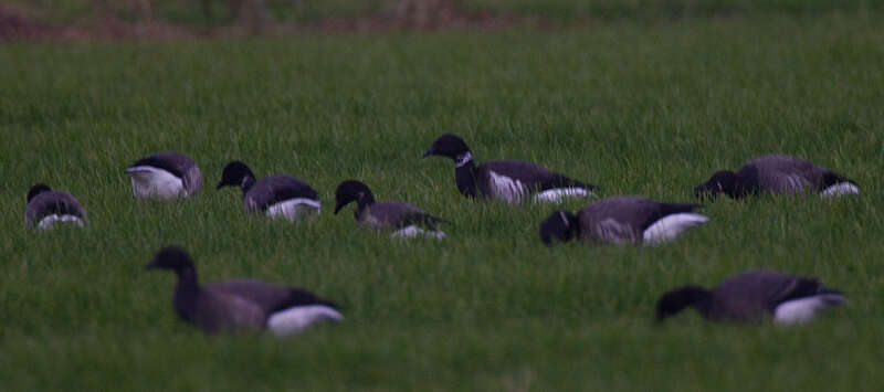 صورة Branta bernicla nigricans (Lawrence 1846)