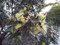 Image of long-flower marlock