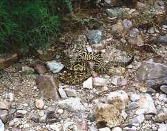 Image of Crotalus molossus molossus Baird & Girard 1853