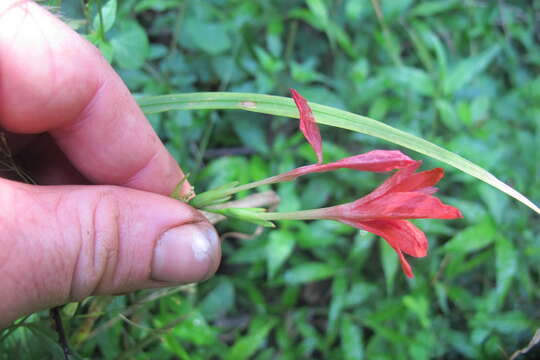 Image of Freesia grandiflora subsp. grandiflora