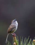 Image of Oaxaca Sparrow