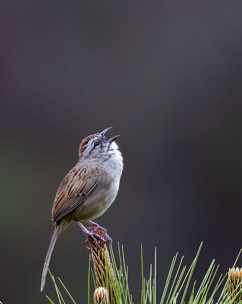 Image of Oaxaca Sparrow