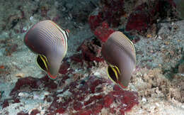 صورة Chaetodon triangulum Cuvier 1831