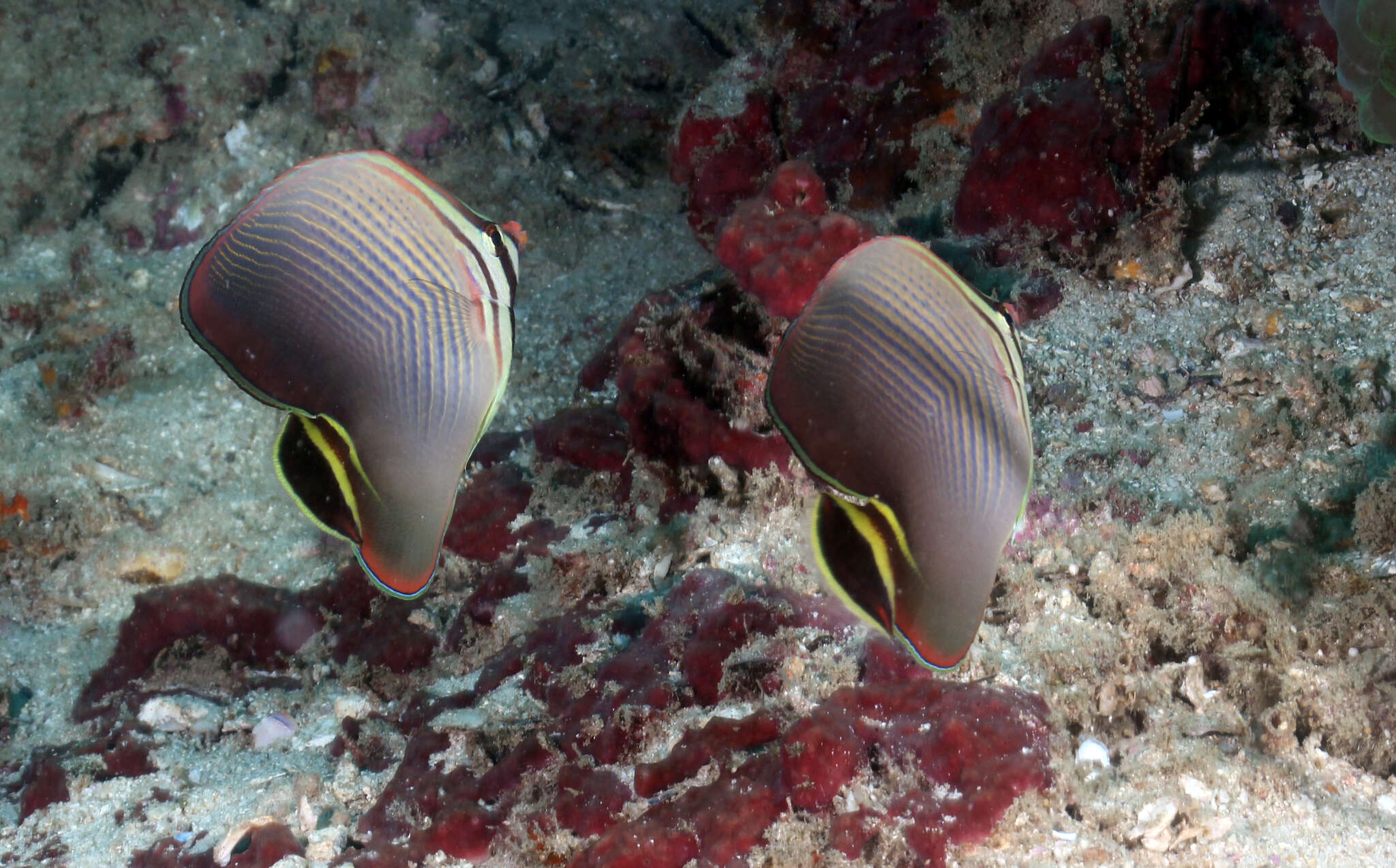 Image of Herringbone Butterflyfish