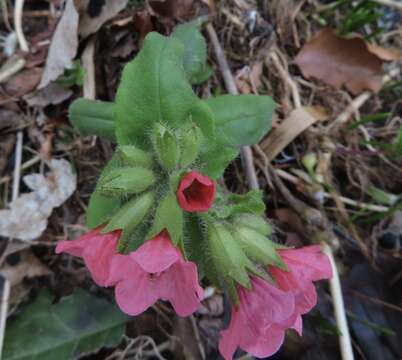 Plancia ëd Pulmonaria rubra Schott