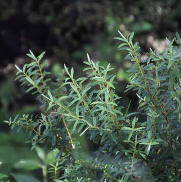 Sivun Veronica diosmifolia R. Cunn. kuva