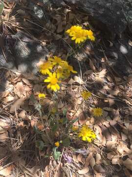 Image of New Mexico groundsel