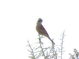 Image of Emberiza capensis cinnamomea (Lichtenstein & Mhk 1842)