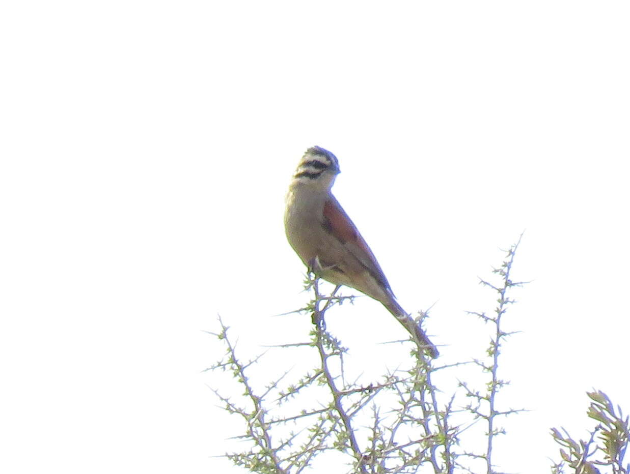 Image of Emberiza capensis cinnamomea (Lichtenstein & Mhk 1842)