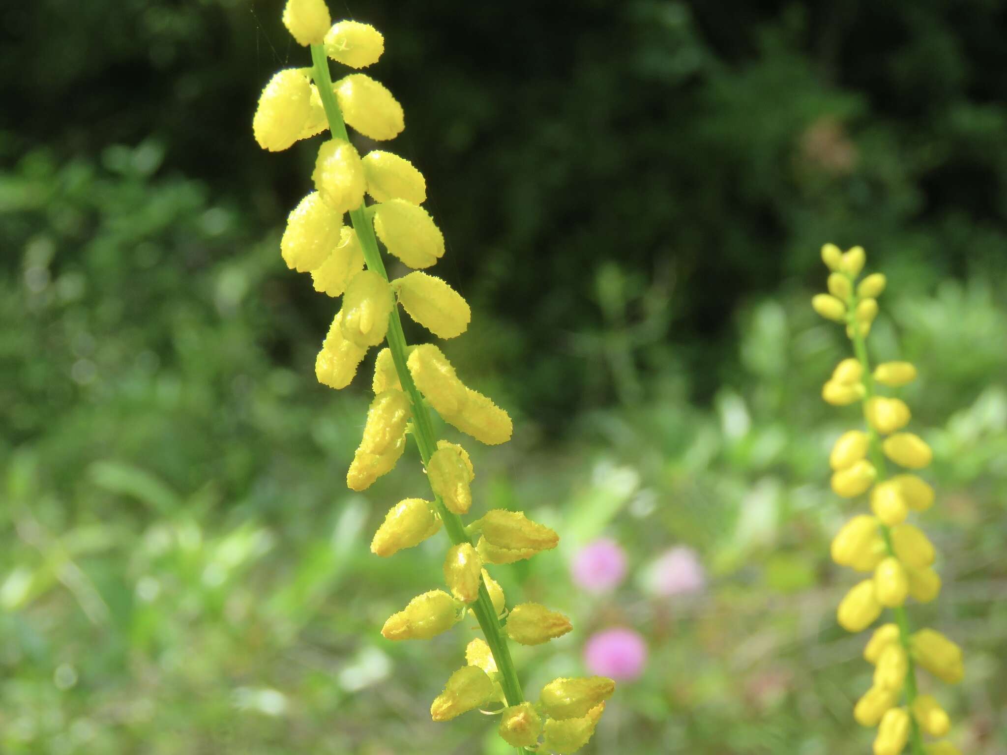 Image of golden colicroot