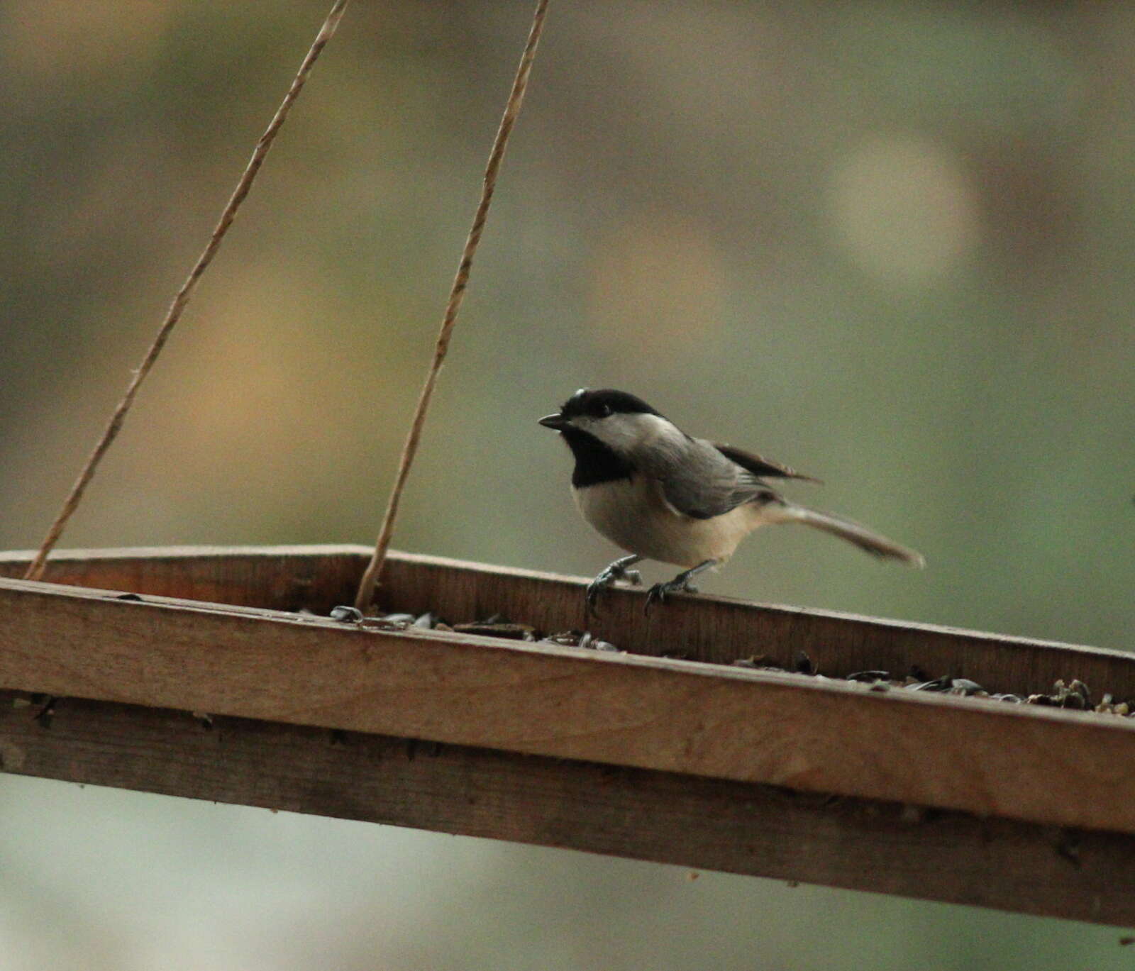 Image of Carolina Chickadee