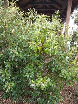 Image of Capparis cynophallophora L.