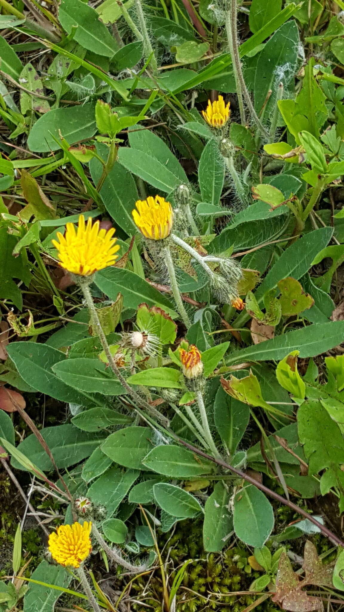 Image of Pilosella officinarum Vaill.