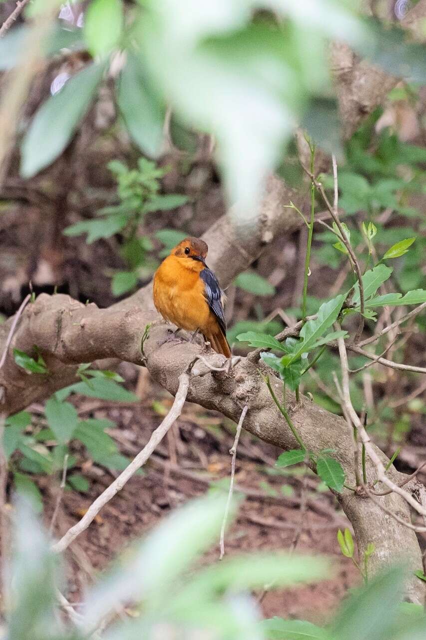 صورة Cossypha natalensis Smith & A 1840