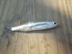 Image of Broad-striped Anchovy