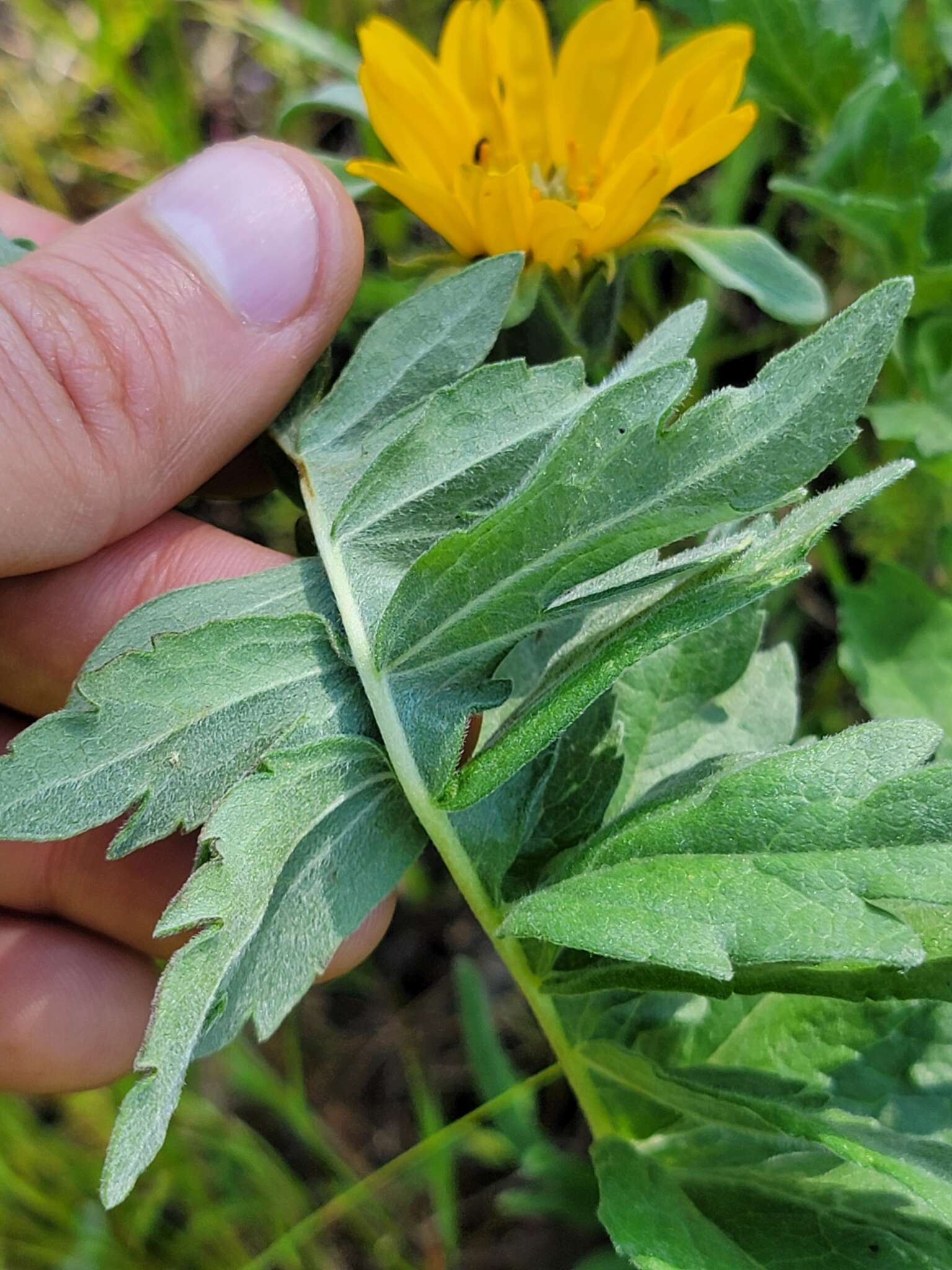 Image of California balsamroot