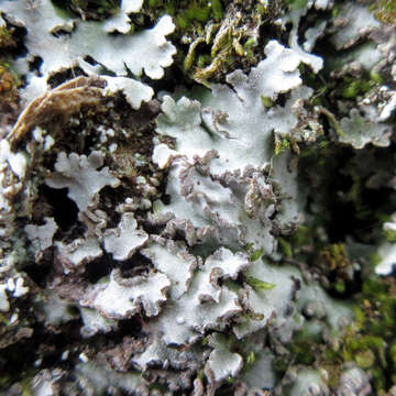 Image of frosted lichen