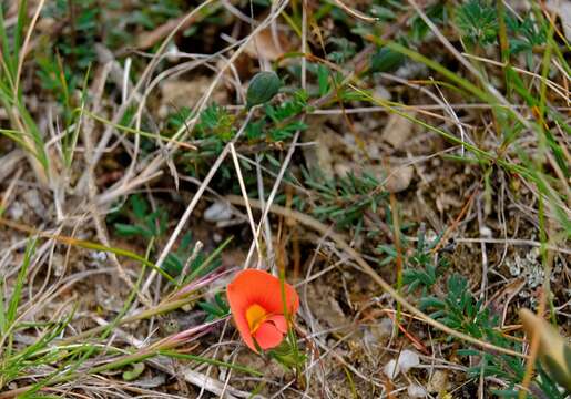 Image of Dwarf Wedge-pea