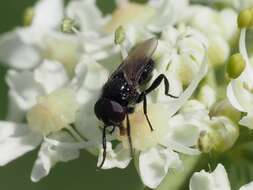 Image of Litophasia hyalipennis (Fallen 1815)