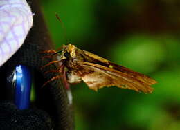 Image of Mercurial Skipper