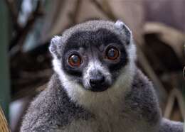 Image of Mongoose Lemur