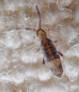 Image of Entomobryoides