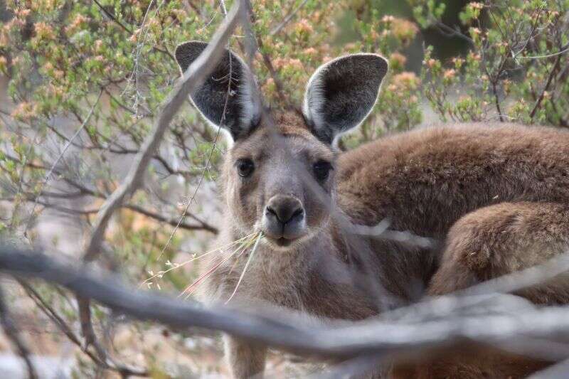 Macropus fuliginosus melanops Gould 1842 resmi