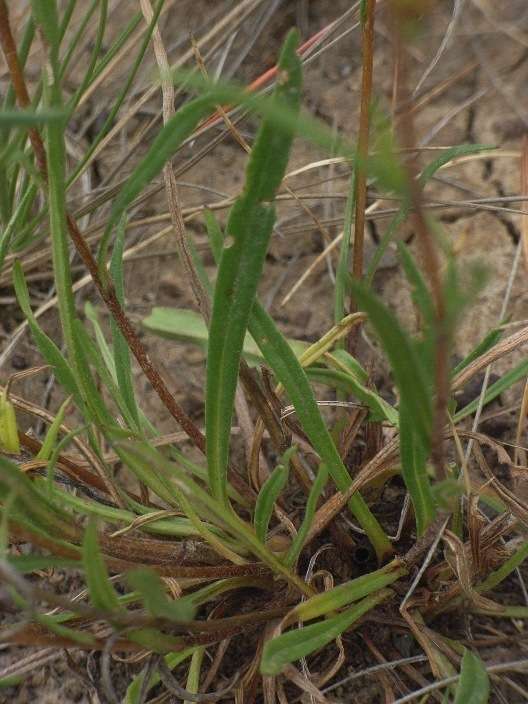 Image of Podolepis linearifolia