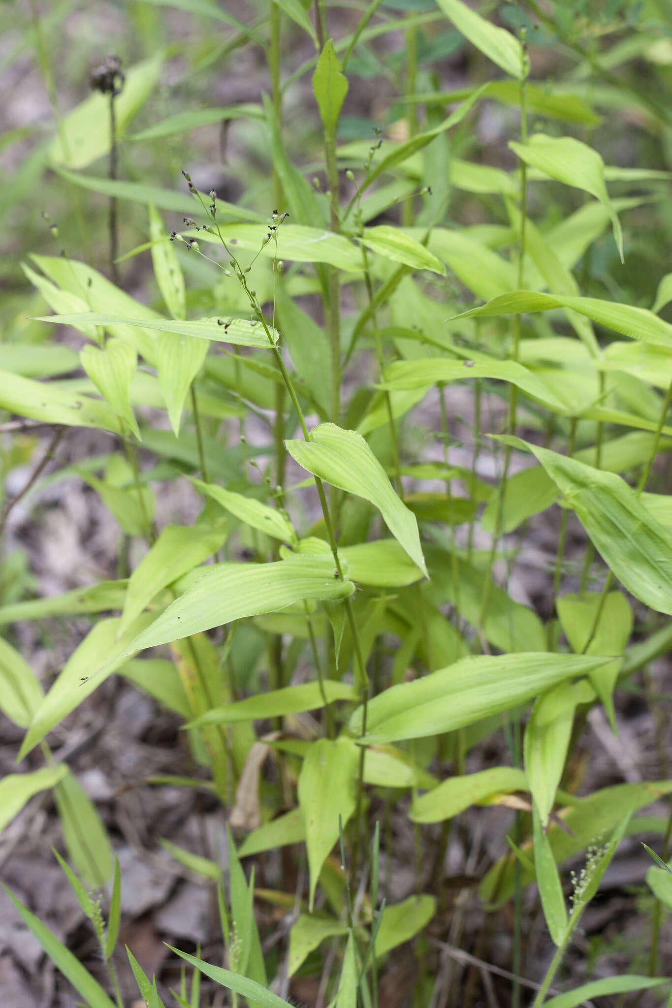 Image of Broad-Leaf Rosette Grass