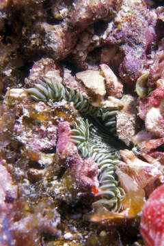 Image of beaded anemone