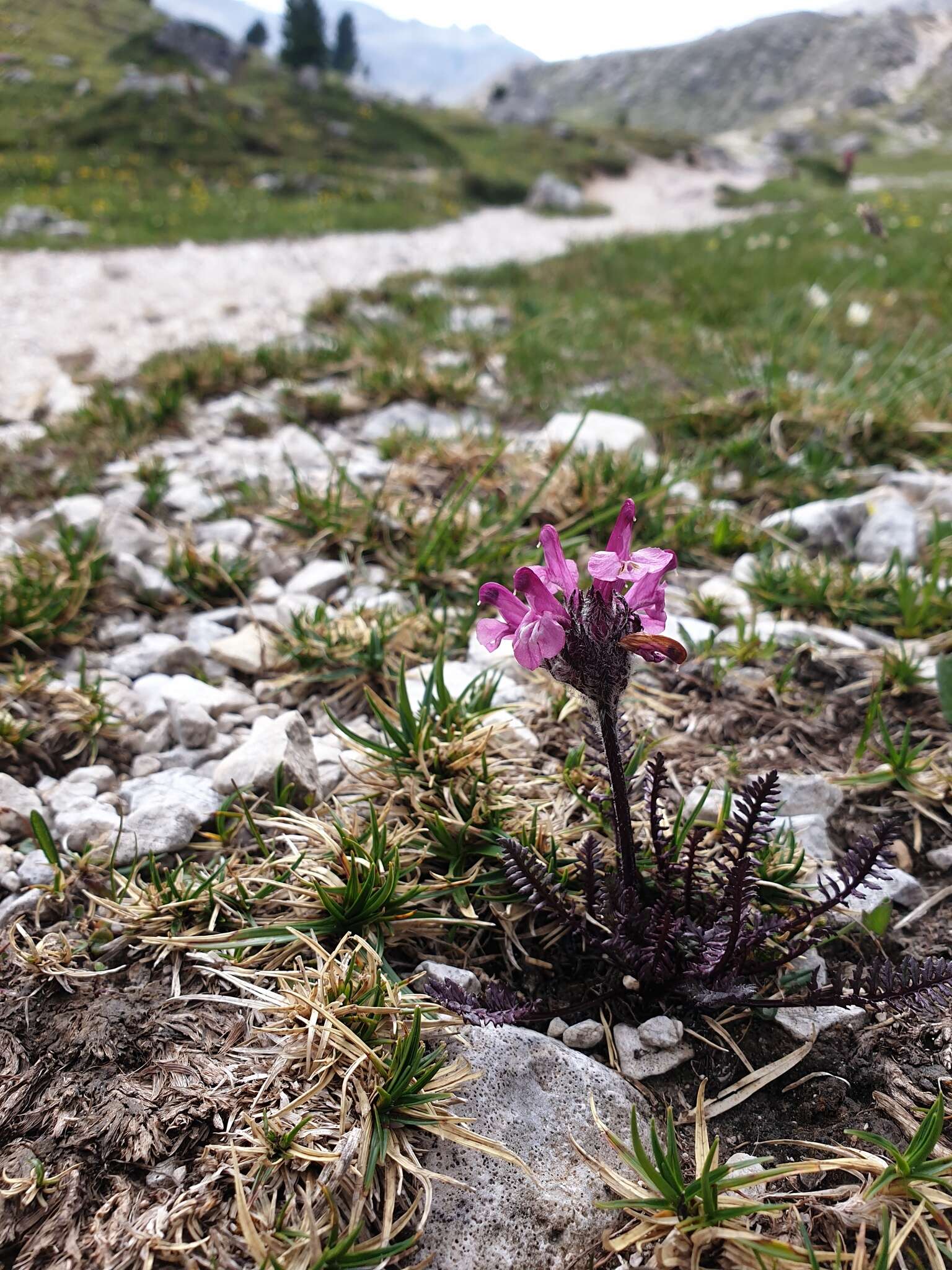 Image of pink lousewort