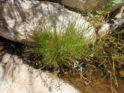 صورة Juncus capensis Thunb.