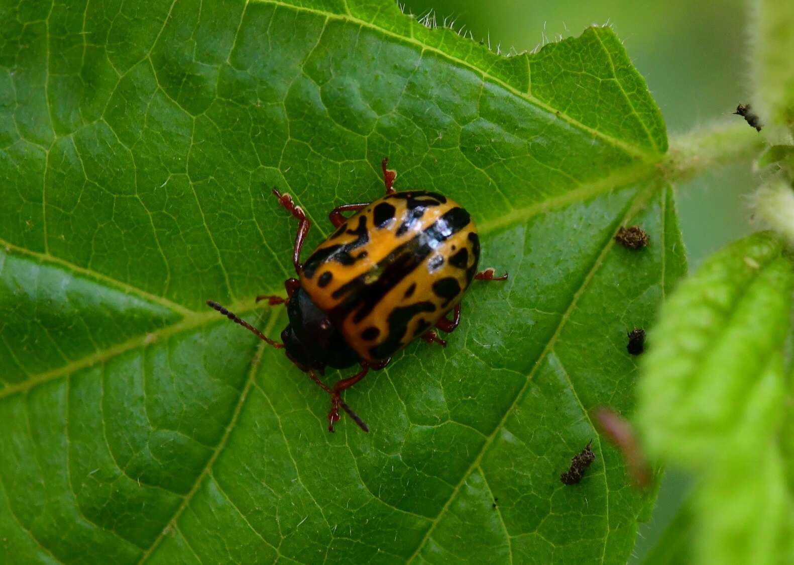 Sivun Calligrapha (Calligrapha) fulvipes Stål 1859 kuva