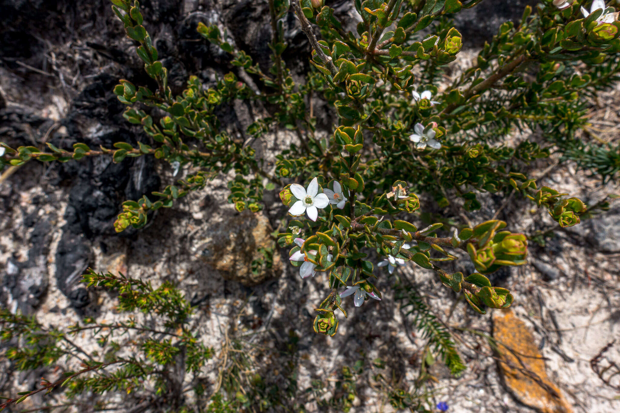 Image of Philotheca obovalis (A. Cunn.) Paul G. Wilson