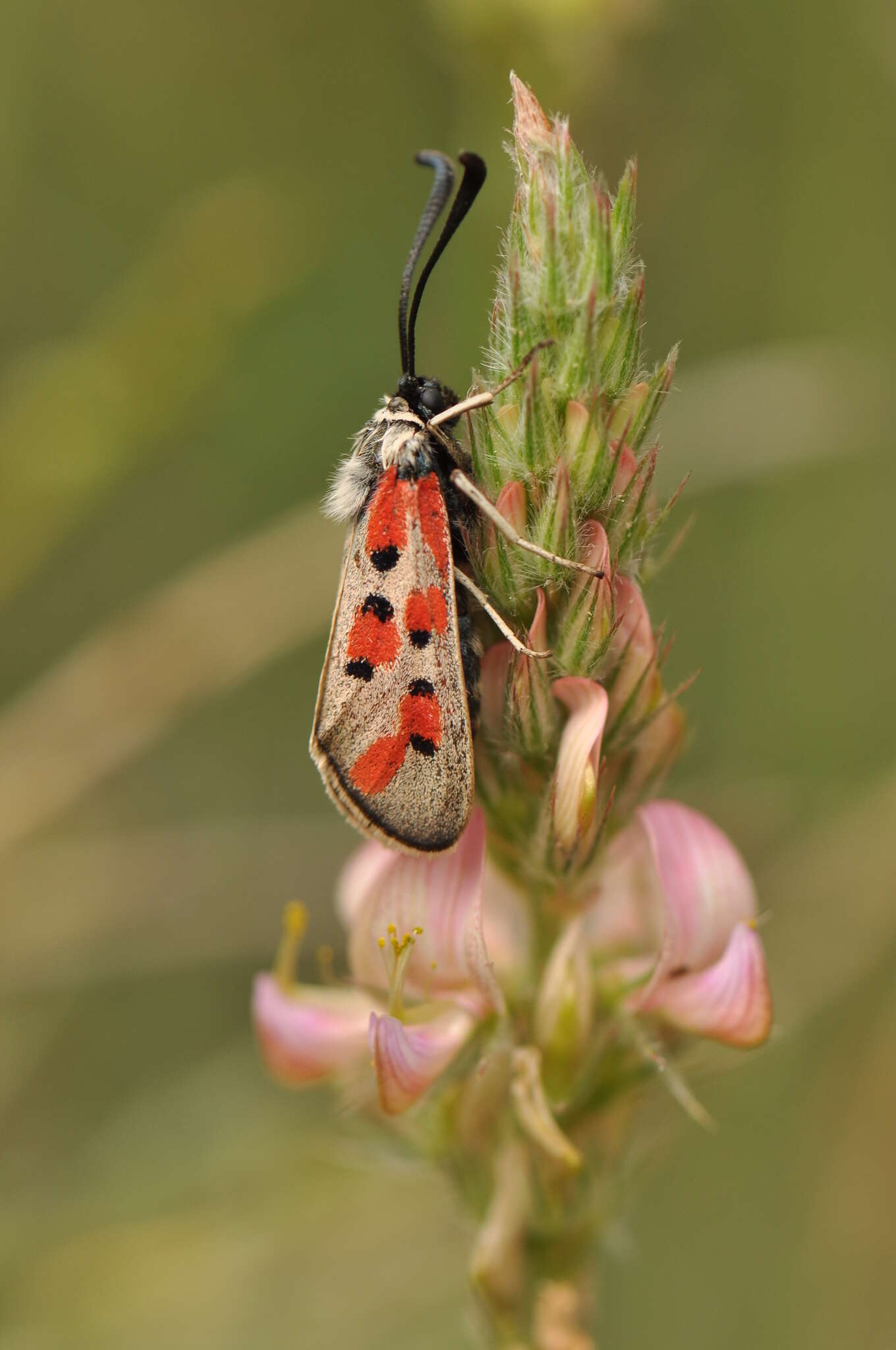 Image of Zygaena rhadamanthus Esper 1793