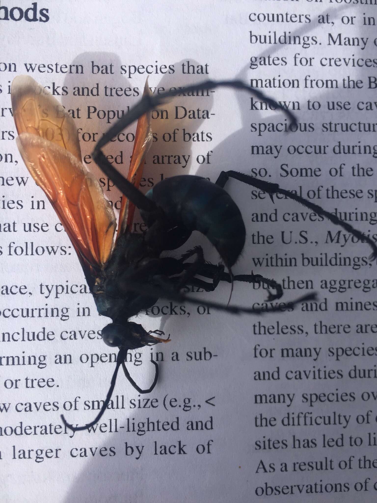 Image of Tarantula Hawk