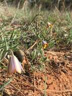 Fritillaria fleischeriana Steud. & Hochst. ex Schult. & Schult. fil. resmi