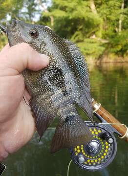 Image of Rio Grande Cichlid