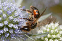 Plancia ëd Andrena rosae Panzer 1801