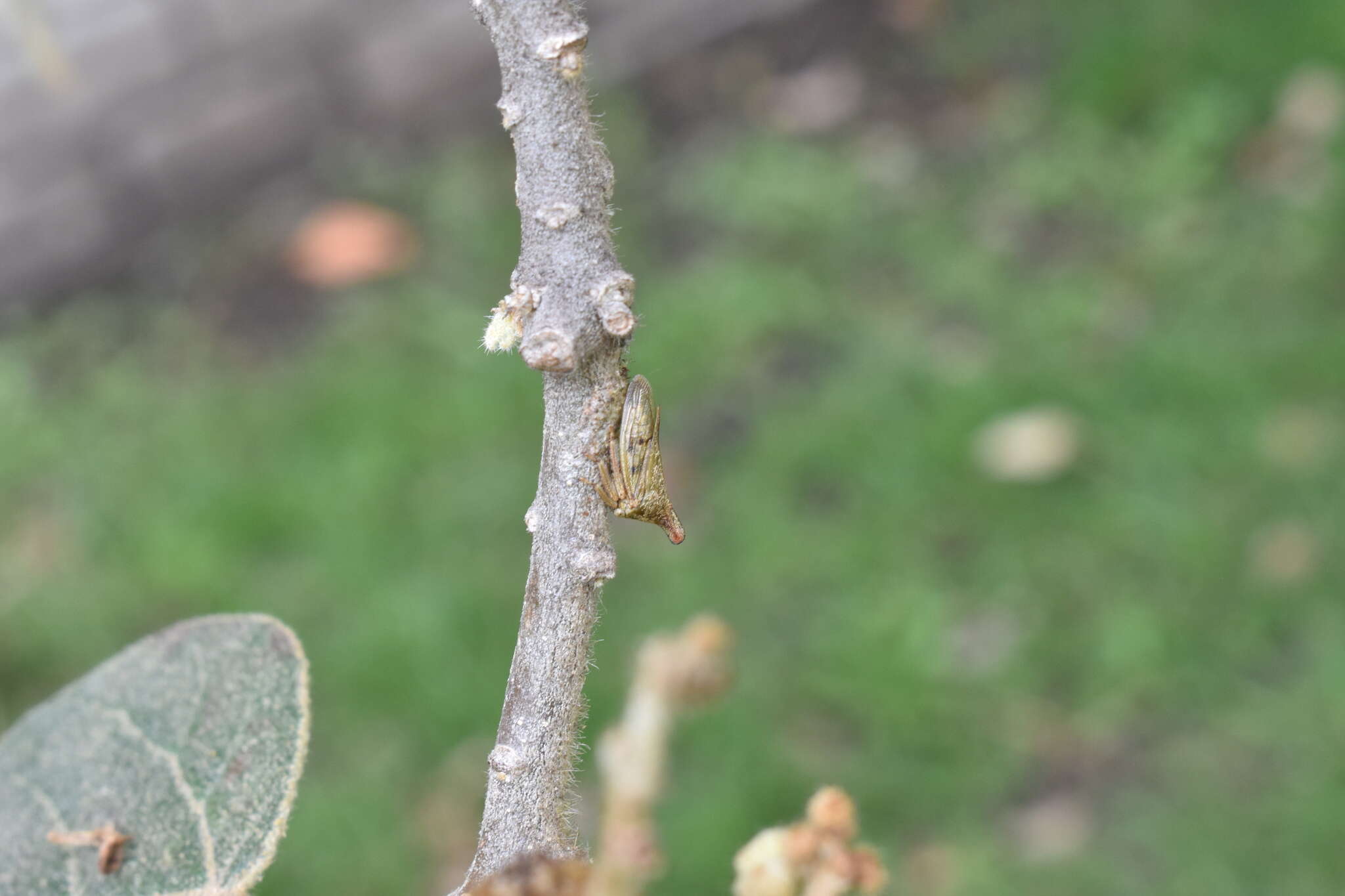 Aconophora laminata Fairmaire resmi