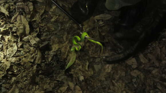 Image of Chen’s Bamboo pitviper