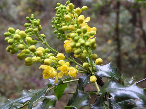 Image of Berberis moranensis Schult. & Schult. fil.